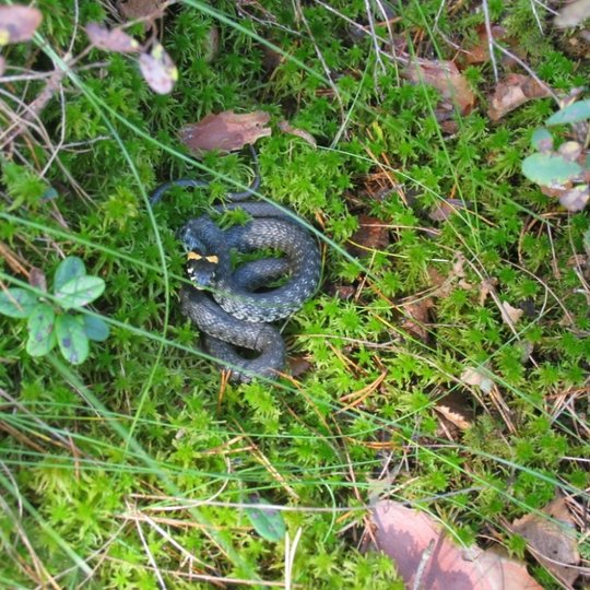 Iliustracija