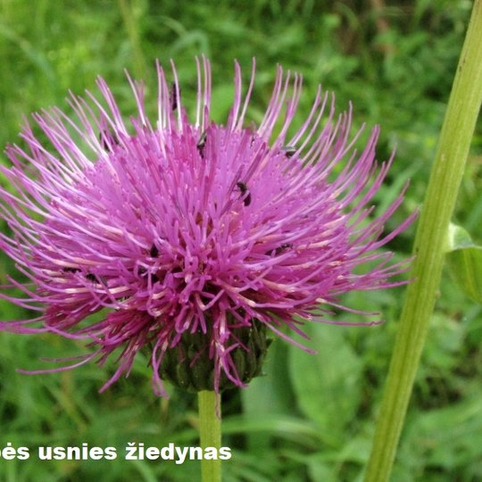 Iliustracija