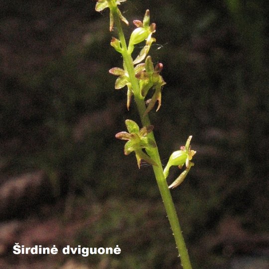 Iliustracija