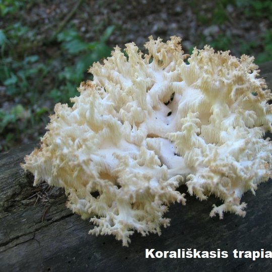 Iliustracija