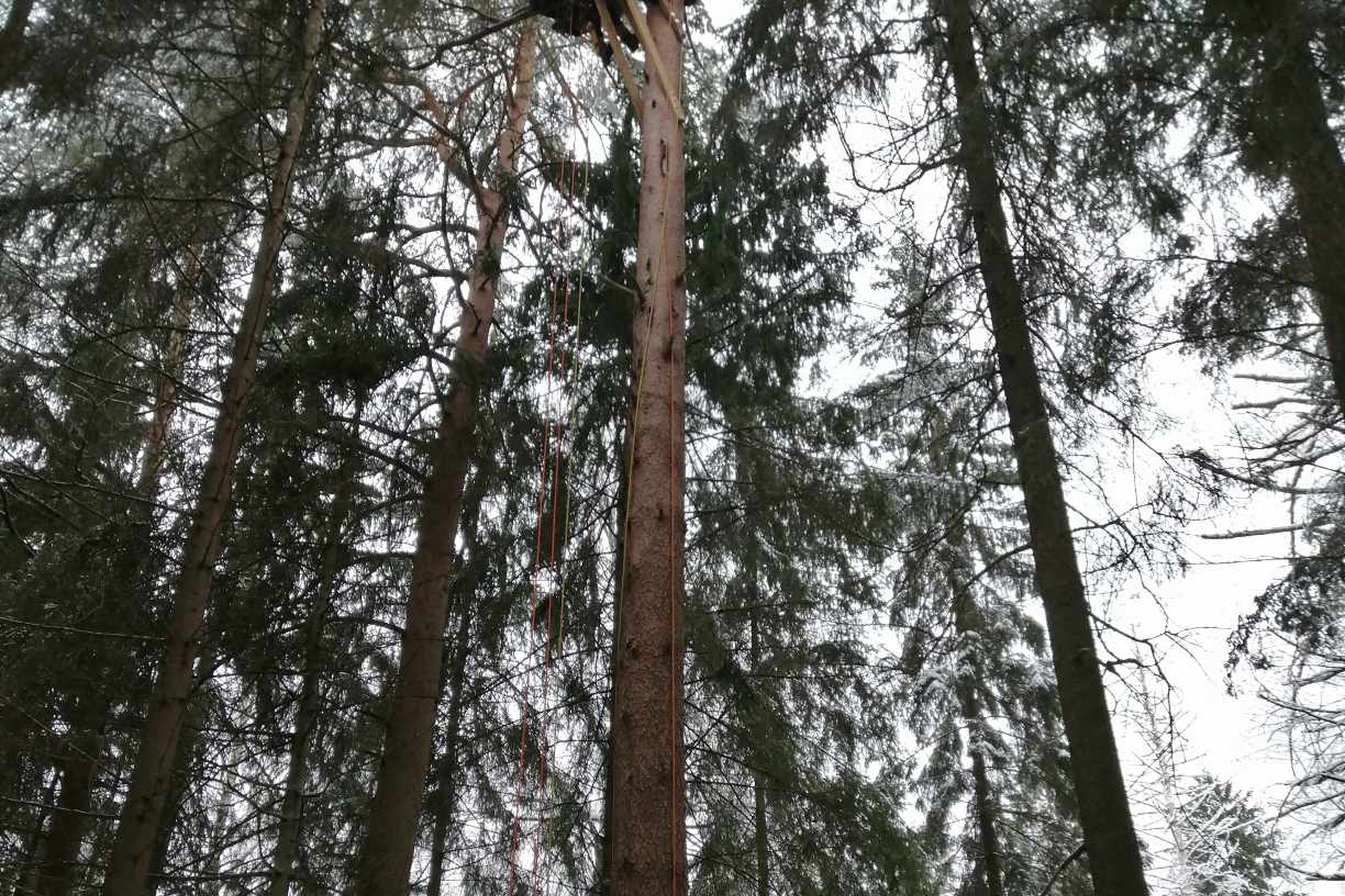 Iliustracija