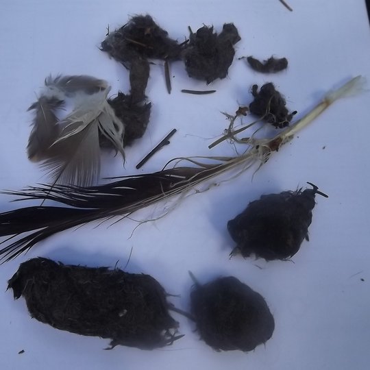 Iliustracija