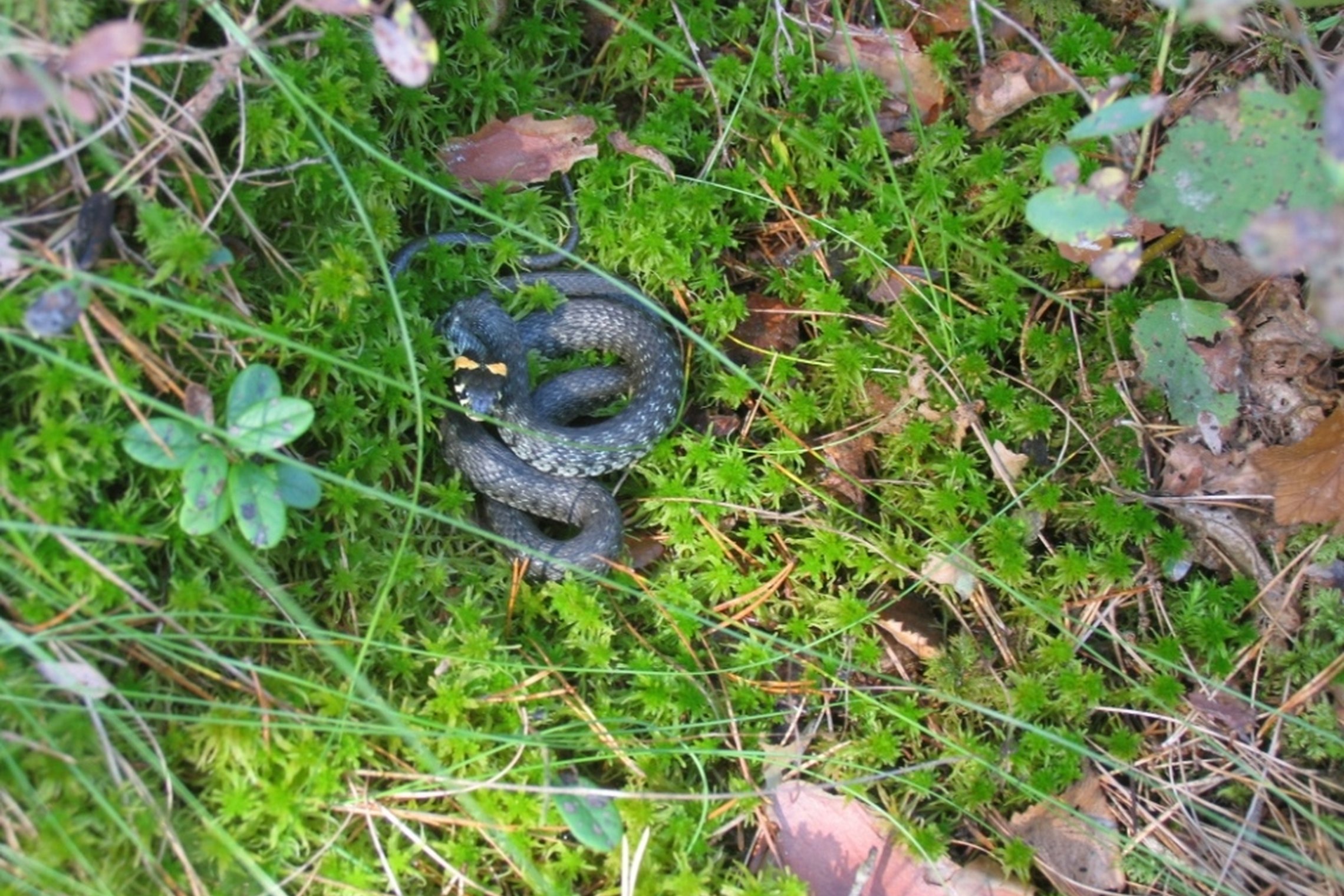 Iliustracija