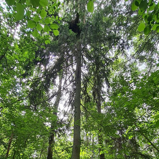 Iliustracija