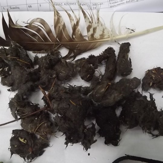 Iliustracija