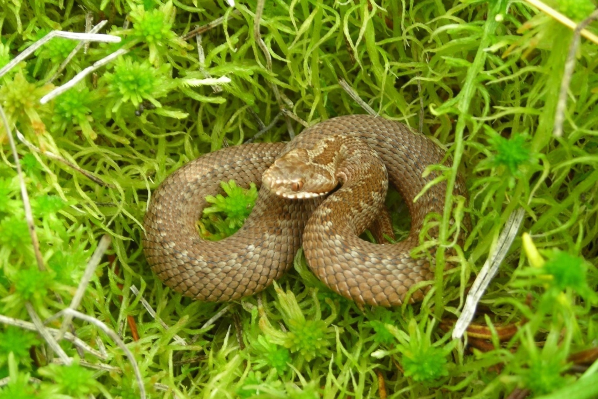 Iliustracija