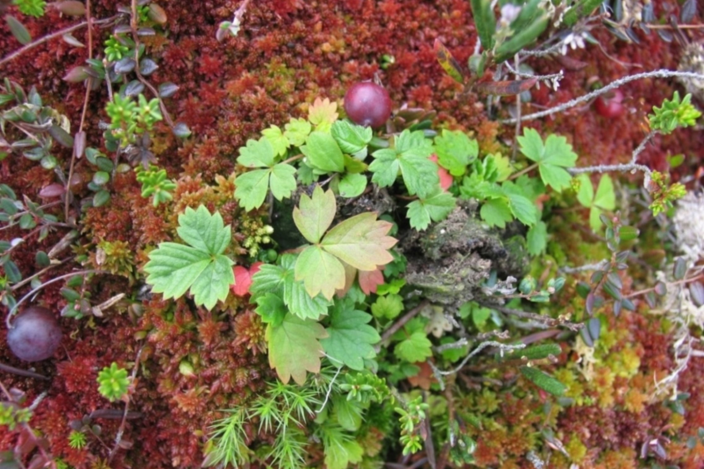 Iliustracija