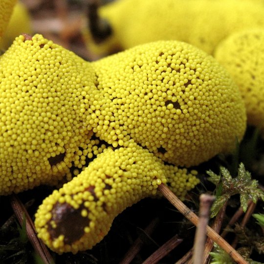 Iliustracija