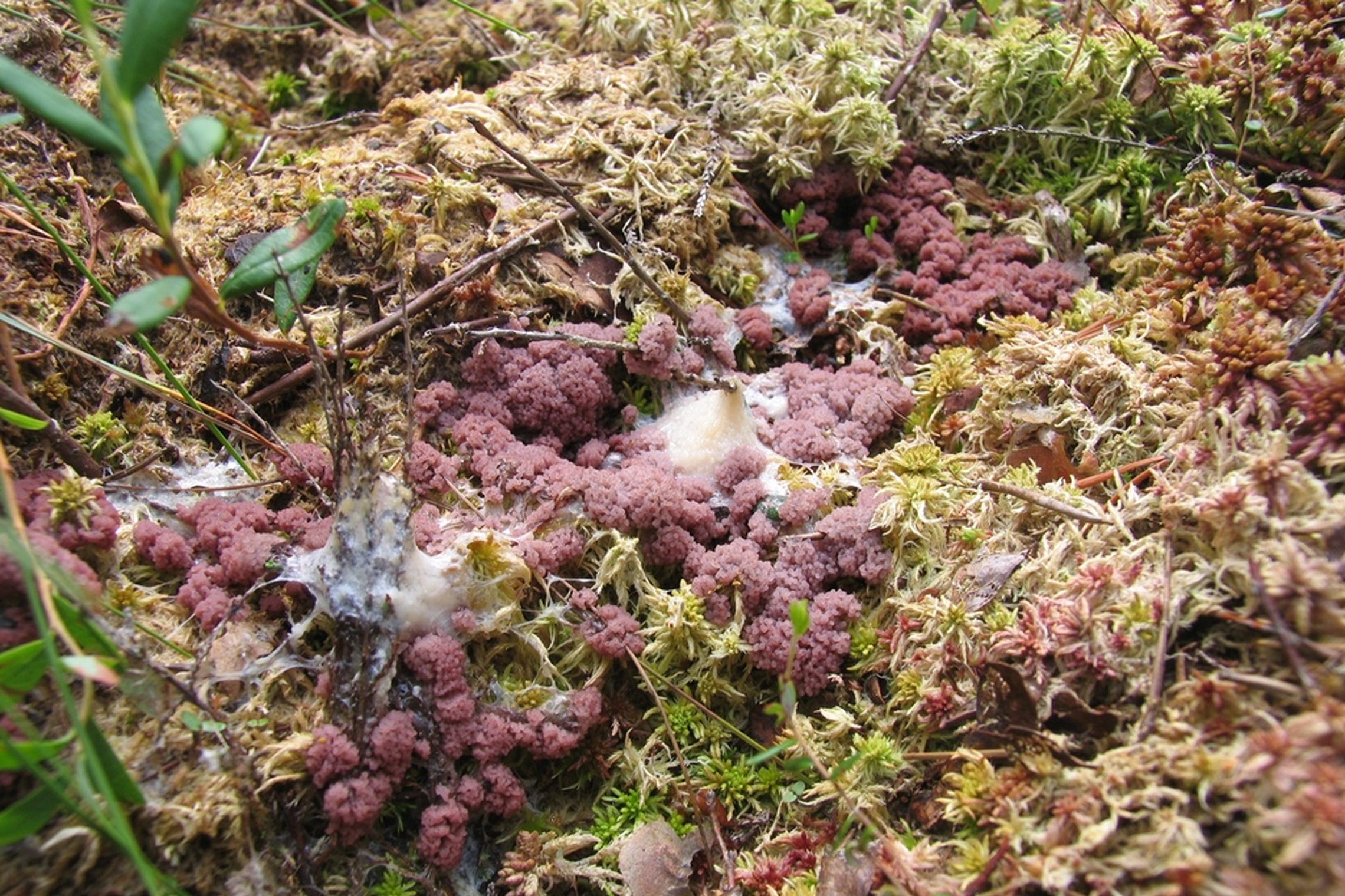 Iliustracija