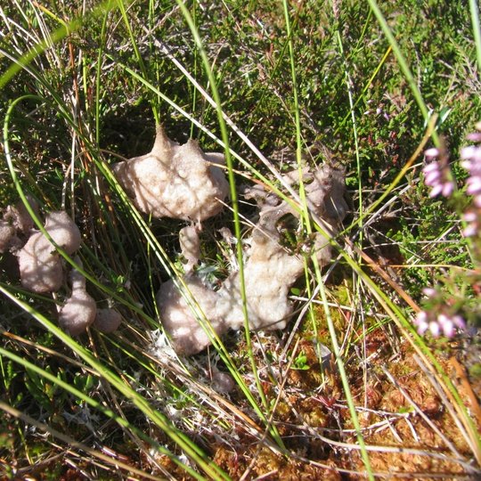 Iliustracija