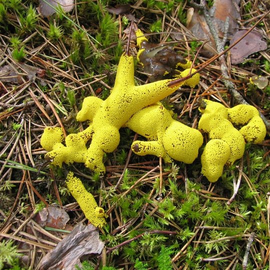 Iliustracija