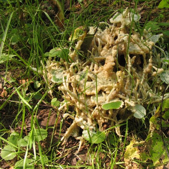 Iliustracija
