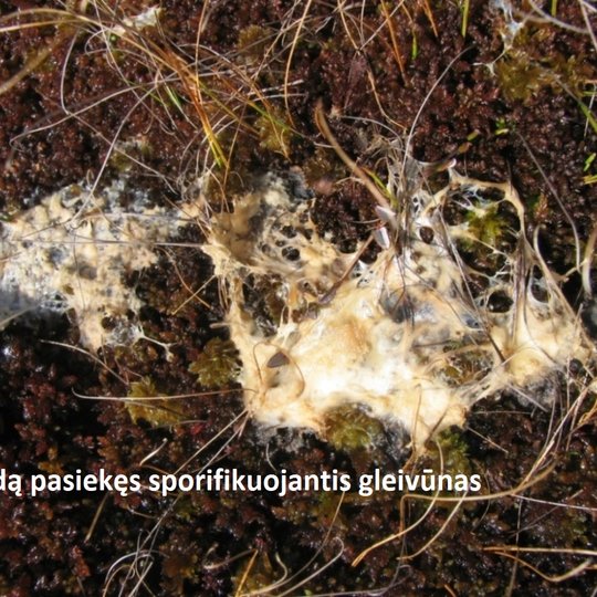 Iliustracija