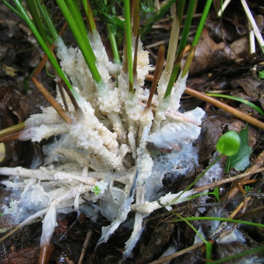 Iliustracija