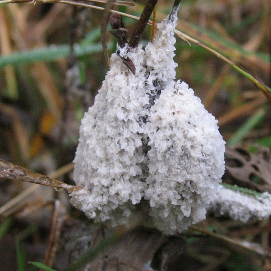 Iliustracija