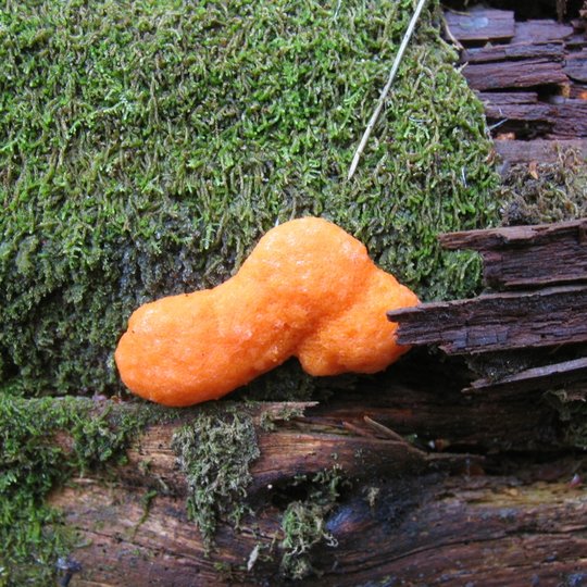 Iliustracija