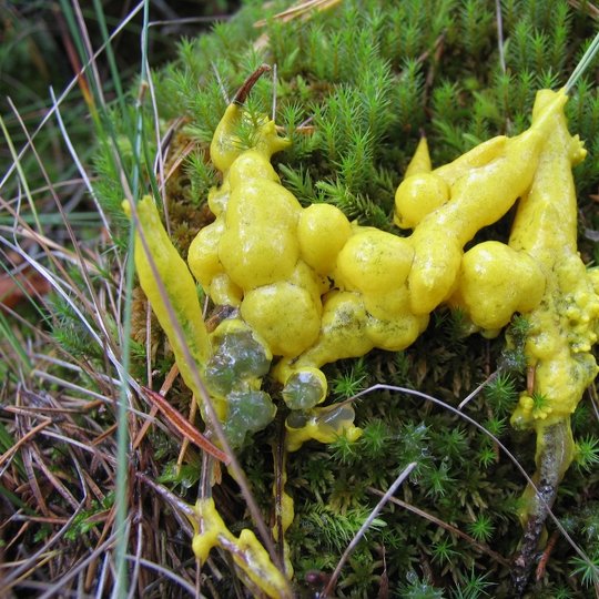 Iliustracija