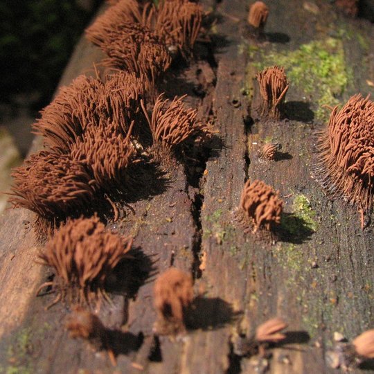 Iliustracija
