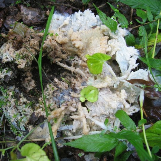 Iliustracija