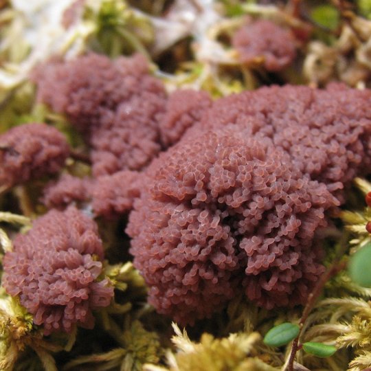 Iliustracija