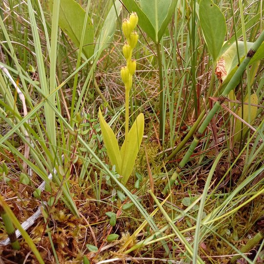 Iliustracija