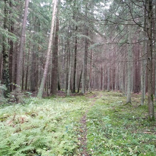 Iliustracija