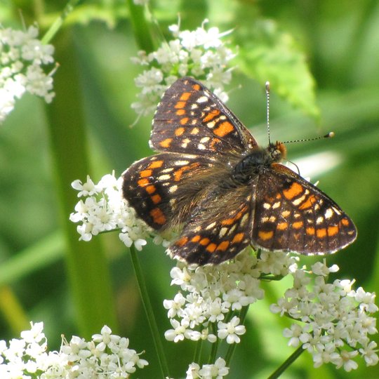 Iliustracija