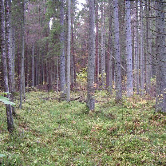 Iliustracija