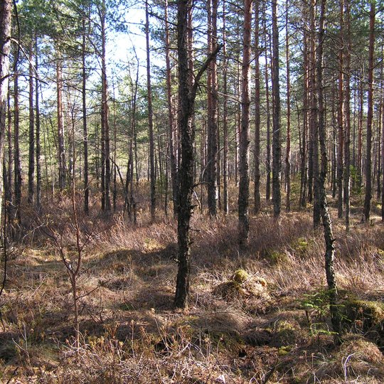 Iliustracija