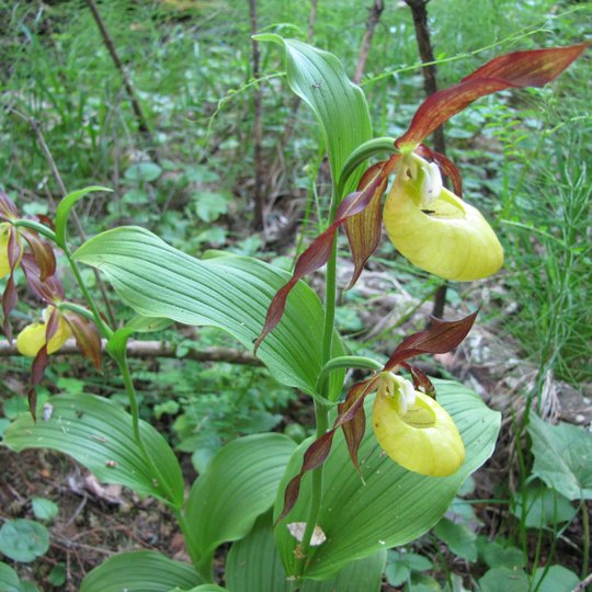 Iliustracija