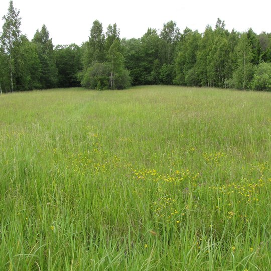 Iliustracija