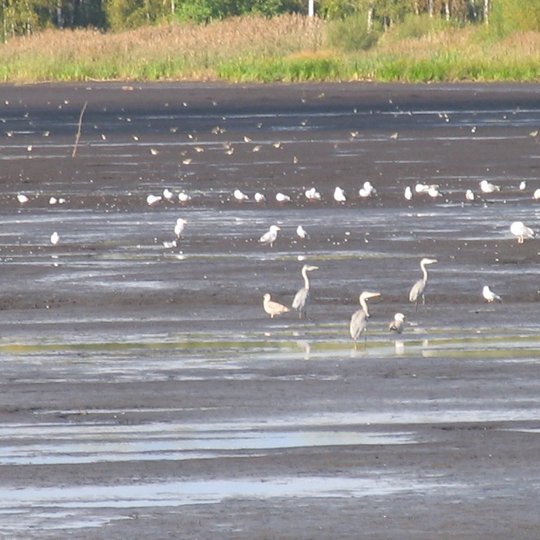 Iliustracija