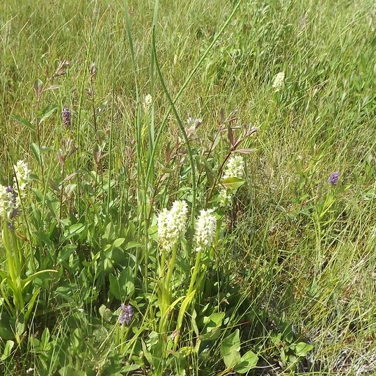 Iliustracija