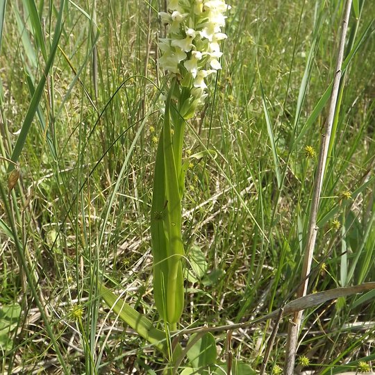 Iliustracija