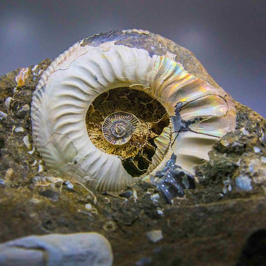 Iliustracija