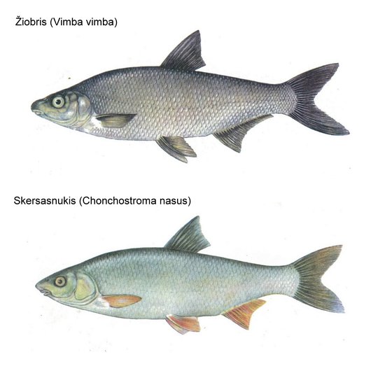 Iliustracija