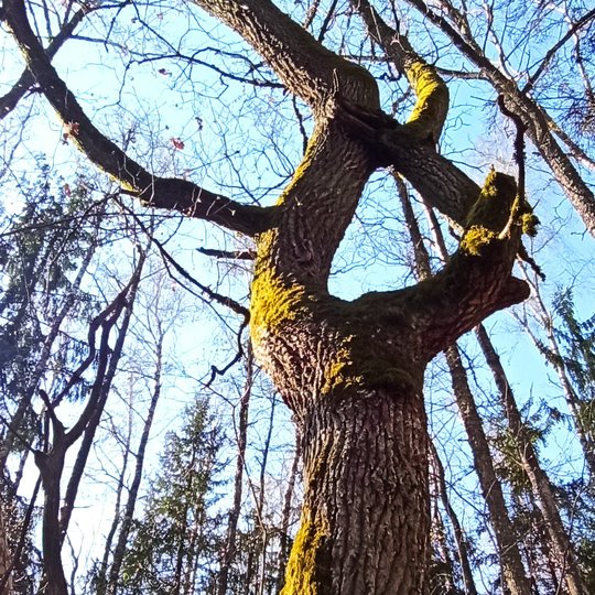 Iliustracija