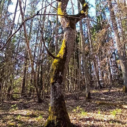 Iliustracija