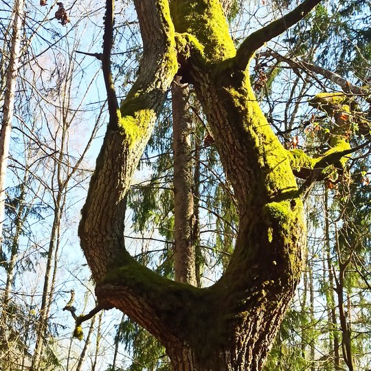 Iliustracija