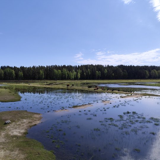 Iliustracija