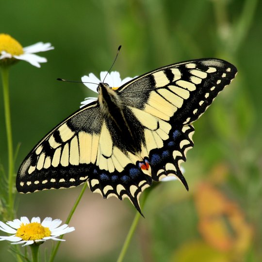 Iliustracija