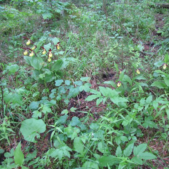 Iliustracija