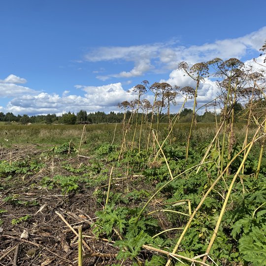 Iliustracija