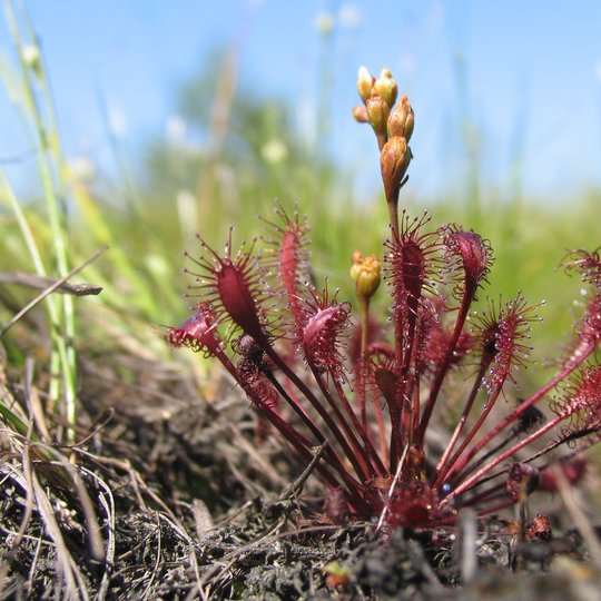 Iliustracija