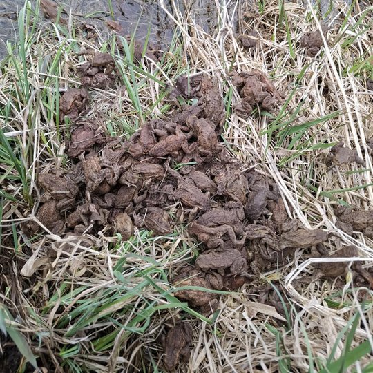 Iliustracija