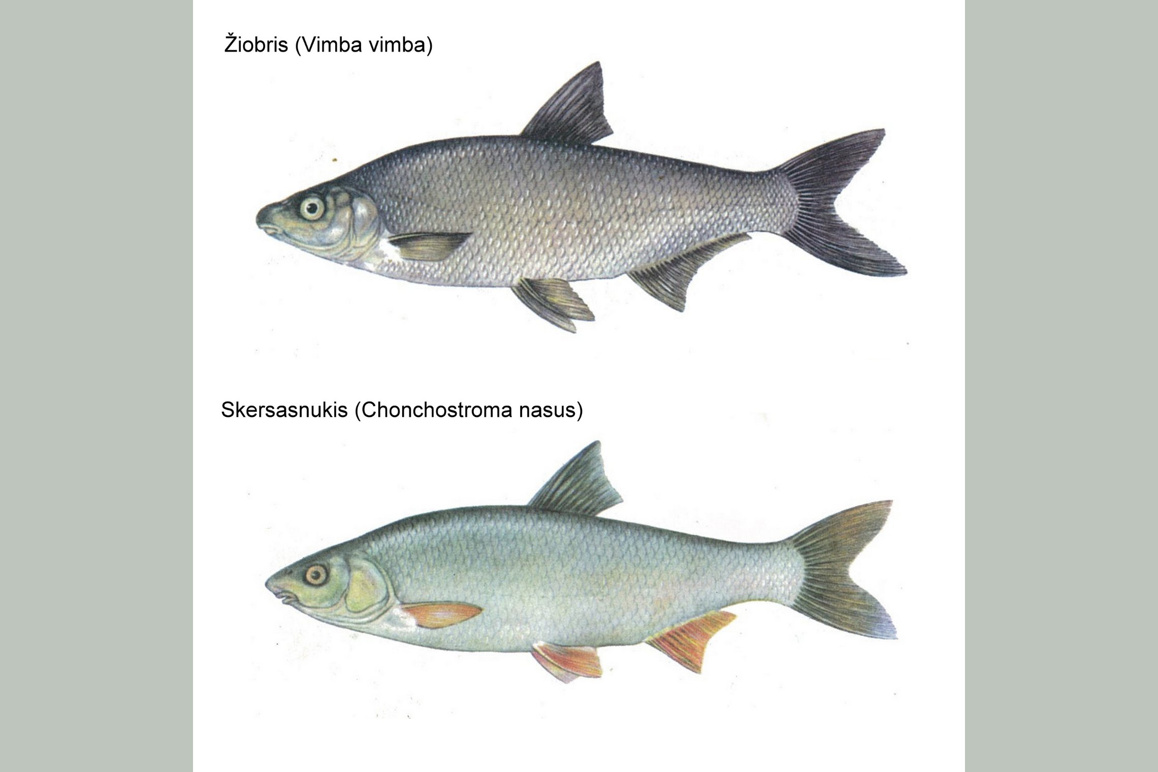 Iliustracija