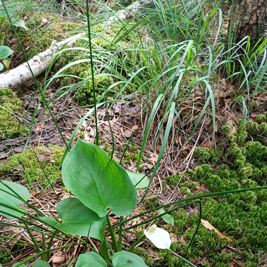 Iliustracija