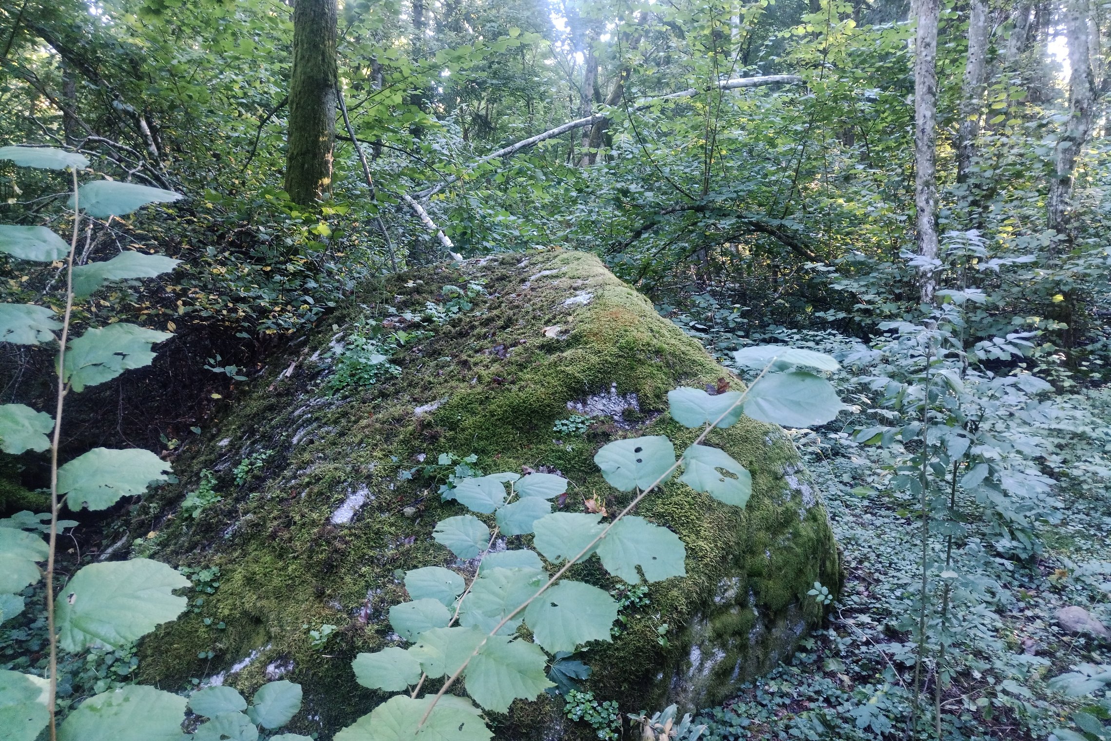 Iliustracija