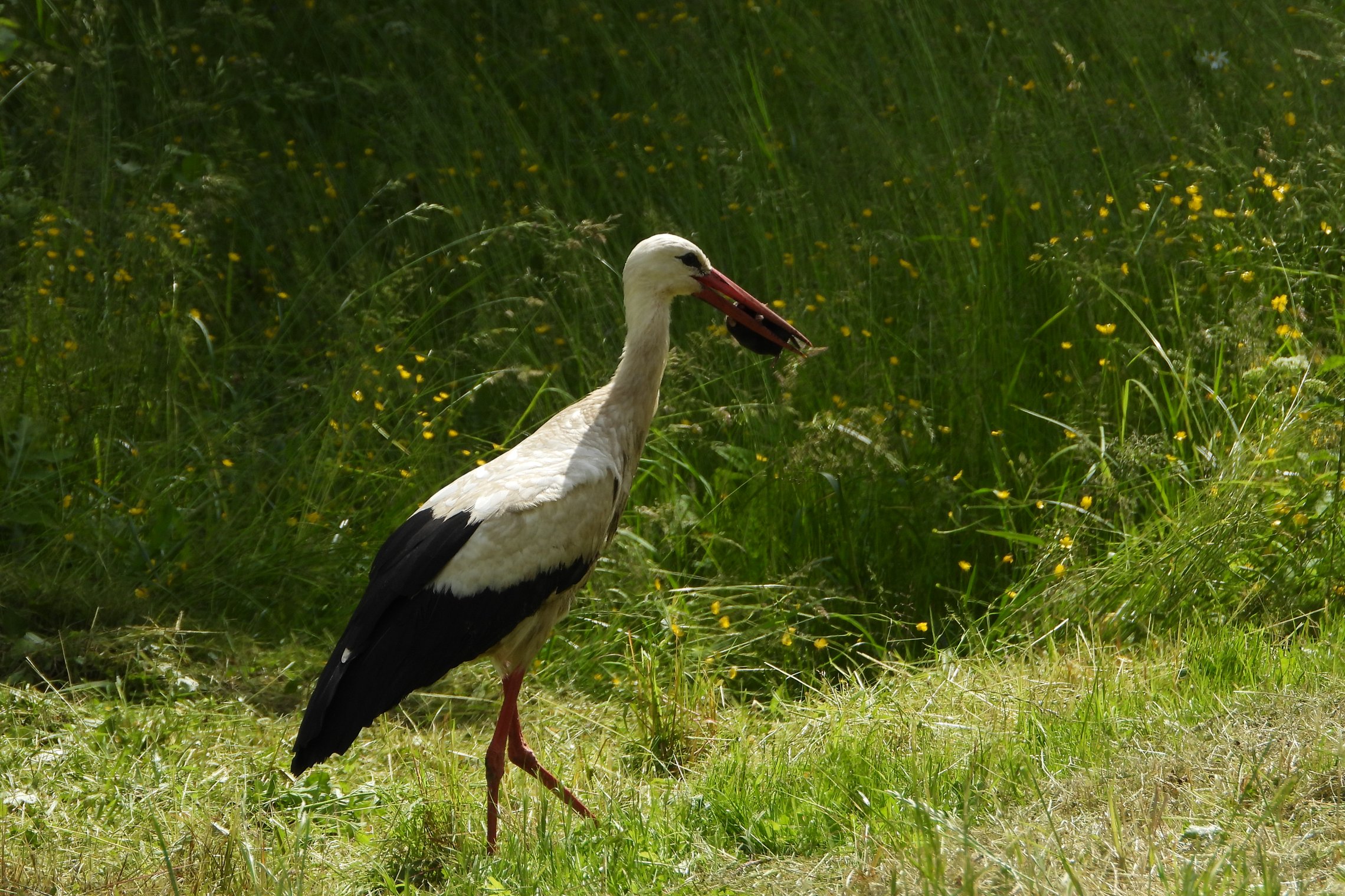 Iliustracija